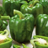 100+ Large Green Bell Pepper Seeds | Non-GMO Sweet Pepper Variety | Great for Salads, Stuffing, Grilling | Easy to Grow Vegetable