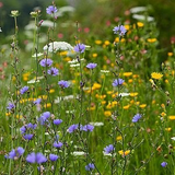 100 Chicory Wildflower Seeds | Cichorium intybus | Non-GMO Blue Flower Seeds for Pollinator Gardens & Meadows