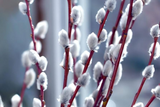 5 French Pussy Willow Shrubs - Salix caprea | 1–2 ft Tall Bare Root Live Plants | Early Blooming Ornamental for Gardens & Bouquets