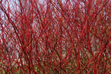 Red Osier Dogwood Cuttings - 30 Live 12-inch Stems, Cornus sericea, USDA Zones 3-8