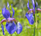 Iris setosa Seeds - 100 Count - Alaska Wild Harvested - Purple-Blue Flowers - Zone 3-9