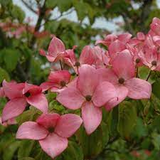 Cornus florida Cuttings - 10 Unrooted Pink Dogwood Stems, Zones 5-9