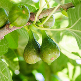 Desert King Fig Cuttings - 5 Pcs + FREE Willow Water, Sweet Honey Fruit, Self-Fertile, Zones 7-10, Fast-Growing, Rain-Resistant Variety