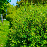 25 Hybrid Willow Tree Cuttings - 10 Inch Unrooted - Fast Growing Privacy Hedge - Erosion Control