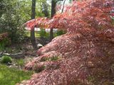 Japanese Maple 'Garnet' Cuttings - 8 Pcs (4+4) for Rooting/Grafting, Award-Winning Weeping Tree, Red-Orange Foliage, Zones 5-9, Hardy