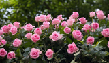 Rose 'Frosty Pink' Floribunda Cuttings - 4 Fresh Stems with Rooting Powder - Light Scent - US Grown
