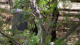 Bursera Microphylla Waterman Form 7" Rare Succulent Plant Arizona Native Bare Root