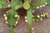 Rhipsalis crispata Plant, 6" Potted Epiphytic Cactus, Curly Stems, USDA Zones 10-12