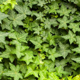 12 English Ivy Cuttings - Live Plant - Hardy & Easy to Grow - Roots Included - Indoor/Outdoor - Low Maintenance - Fast Growing