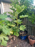 Black Madeira Fig Cuttings, Ficus carica, 2 Hardwood Stems, USDA Zones 7-10