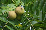 5 Black Walnut Seeds - Juglans Nigra | Hardy Perennial Nut Tree | Fast-Growing Shade Tree for Landscaping & Wildlife