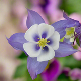 100 Blue Columbine Seeds | Aquilegia coerulea | Colorado State Flower | Non-GMO Perennial for Pollinator & Wildflower Gardens