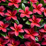 Plumeria Wildfire Cuttings, Frangipani Red, 9-12 Inches Tall, 2 Cuttings