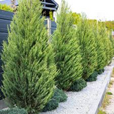 Leyland Cypress Cuttings - 10 Pack - Fast Growing Privacy Screen - Evergreen Hedge - Zones 6-10 -