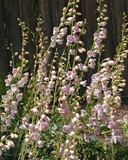 100 mg Seeds Penstemon Palmeri (Palmer's Beardtongue) for Planting | Fragrant Native Wildflower for Dry, Rocky Soils & Pollinator Gardens