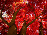 Red Maple Tree Cuttings, Acer rubrum, 12 Live Clippings, Color-Changing Foliage, USDA Zones 3-9, Wildlife Habitat