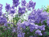 50 Purple Lilac Seeds | Syringa vulgaris | Non-GMO Fragrant Shrub for Landscaping, Hedges & Spring Blooms | Stunning Purple Flowers