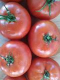 100 mg VR Moscow Tomato Seeds - Solanum lycopersicum | Heirloom Disease-Resistant Tomato for Planting, Gardening & Slicing
