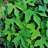 Chaya Tree Cuttings - 3 Live 6-8 Inch Stems, Cnidoscolus aconitifolius, Mayan Spinach, Tropical Edible Plant, Fast Growing