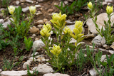 50 mg Seeds Castilleja sulphurea (Sulfur Paintbrush) Indian Paint Brush for Planting | Vibrant Wildflower for Pollinator Gardens