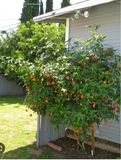 Tiger Eye Abutilon Starter Plant - Small Rooted Flowering Maple, Unique Orange Blooms, Houseplant or Patio, 4" Pot