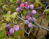 10 Plum Tree Seeds | Prunus americana | American Wild Plum Fruit Tree Seeds for Planting | Hardy Native Tree | Non-GMO Seeds
