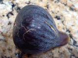 Black Madeira Fig Cuttings - 2 Live Cuttings, Ficus carica, Includes Willow Water