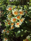 Pereskia aculeata Variegated, 4" Potted Plant, Cactus with Leaves, Rare Variety