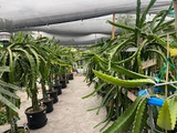 Dragon Fruit Cuttings 8-12 Inches - Random Variety - Red/Yellow/White/Purple/Pink