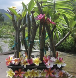 Rooted Plumeria Cutting 'Wave Rage' - 17 Inch with 2 Tips - Hawaiian Frangipani
