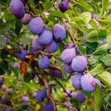 Wild Plum Cuttings - 12 Pack - Prunus americana - Hardy Native Fruit Tree - Pollinator Magnet -