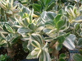 5 Cuttings Crassula Ovata Variegated Jade Lemon Lime Tri-Color Succulent Cactus