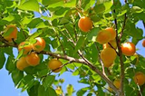 6 MOONGOLD APRICOT Scion Cuttings (Prunus armeniaca) Unrooted, Heirloom, Sweet Apricot Tree for Grafting or Rooting