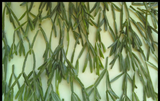 Rhipsalis cassutha Cuttings, 5 Stem Pieces, Epiphytic Cactus, Red Fruit Form, USDA Zones 10-12