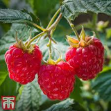 4 Red Raspberry Heritage Scion Cuttings - Rubus idaeus Unrooted 10-12” for Rooting or Grafting - High-Yield Berry Plants