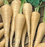 100+ Parsnip Seeds for Planting | Heirloom Pastinaca sativa | Cool Season Root Vegetable for Garden Beds, Raised Rows, or Containers