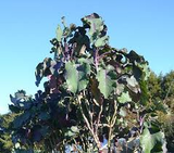 2 Unrooted Perennial Purple Tree Kale Cuttings - Brassica oleracea, Purple Tree Collard, Edible Perennial, Rare Garden Cutting