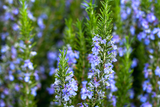 Rosemary Herb Cuttings, Rosmarinus officinalis, Cold Hardy to 0°F, Fragrant, Culinary Herb, USDA Zones 7-10