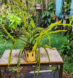 Hurricane Cactus Cutting - 6" Lepismium Spiralis, Rare Spiral Succulent, Rooting Hormone Dipped, Easy-Care Epiphyte, Unique Collector's Plant