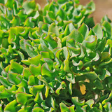 Crassula arborescens 'Undulatifolia' Cuttings, 3 Ripple Jade Stems, Curly-Leaf Succulent, USDA Zones 9-11