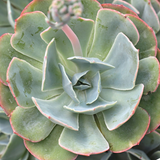 Echeveria Blue Sky 5 Succulent Cuttings Pink Leaves Rosette Form Drought Tolerant