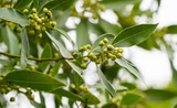 Sweet Laurel Bay Tree Cuttings - 5 Pack - Laurus nobilis - Evergreen Herb - Culinary Bay Leaves - USDA Zones 8-11 -