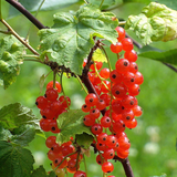 Red Lake Currant Rooted Cuttings, Ribes rubrum, Bare Root Dormant Plants, Fruit Shrub for Jams & Baking, 6-8" Tall