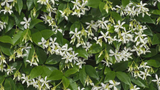 White Star Jasmine Cuttings - 6 Live Cuttings, Trachelospermum jasminoides, Fragrant Vine