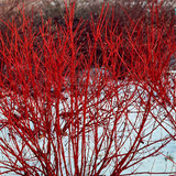 10 Red Twig Dogwood Unrooted Cuttings (Cornus sericea) - Fast Growing Native Shrub, Ideal for Landscaping & Erosion Control