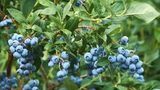 5 Austin Blueberry Live Cuttings 5-8" Unrooted Scion Fruit Tree, DIY Food Grow, Healthy Blueberry Plant for Home Garden, Homegrown Berries