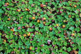 Rubus pentalobus Cuttings - 4 Count - Rooted Plants - Evergreen Ground Cover