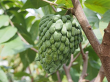 African Pride Atemoya Cuttings, Annona Squamosa x Cherimola, 2 Stems 6", Tropical Fruit Tree, USDA Zones 9-11