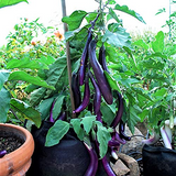 350 Seeds Long Purple Eggplant - Heirloom Non-GMO - High Yield Variety - Easy to Grow - Great for Containers & Gardens