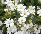 1,000 Baby’s Breath Seeds | Gypsophila elegans | Non-GMO Annual Flowers for Bouquets, Borders & Pollinator Gardens